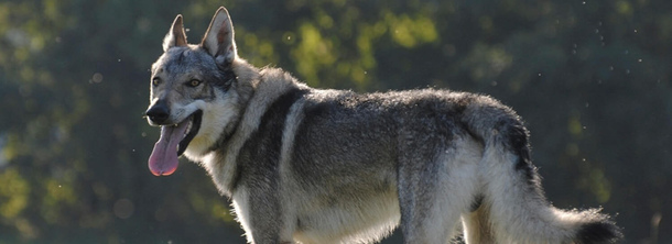 Чехословацкая волчья собака